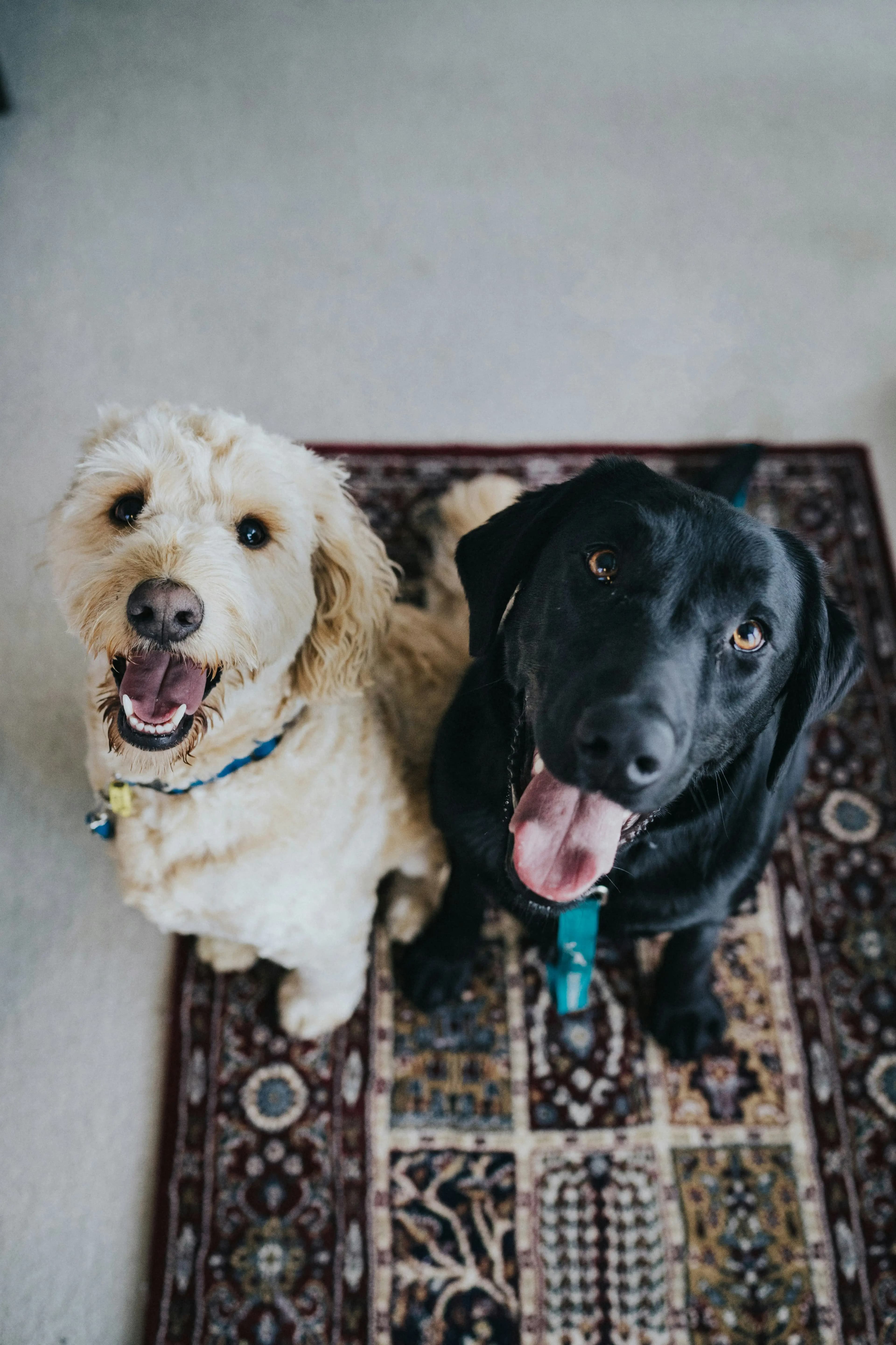 5 Beneficios de unirse a un programa de suscripción para mascotas: Nunca más te quedes sin stock