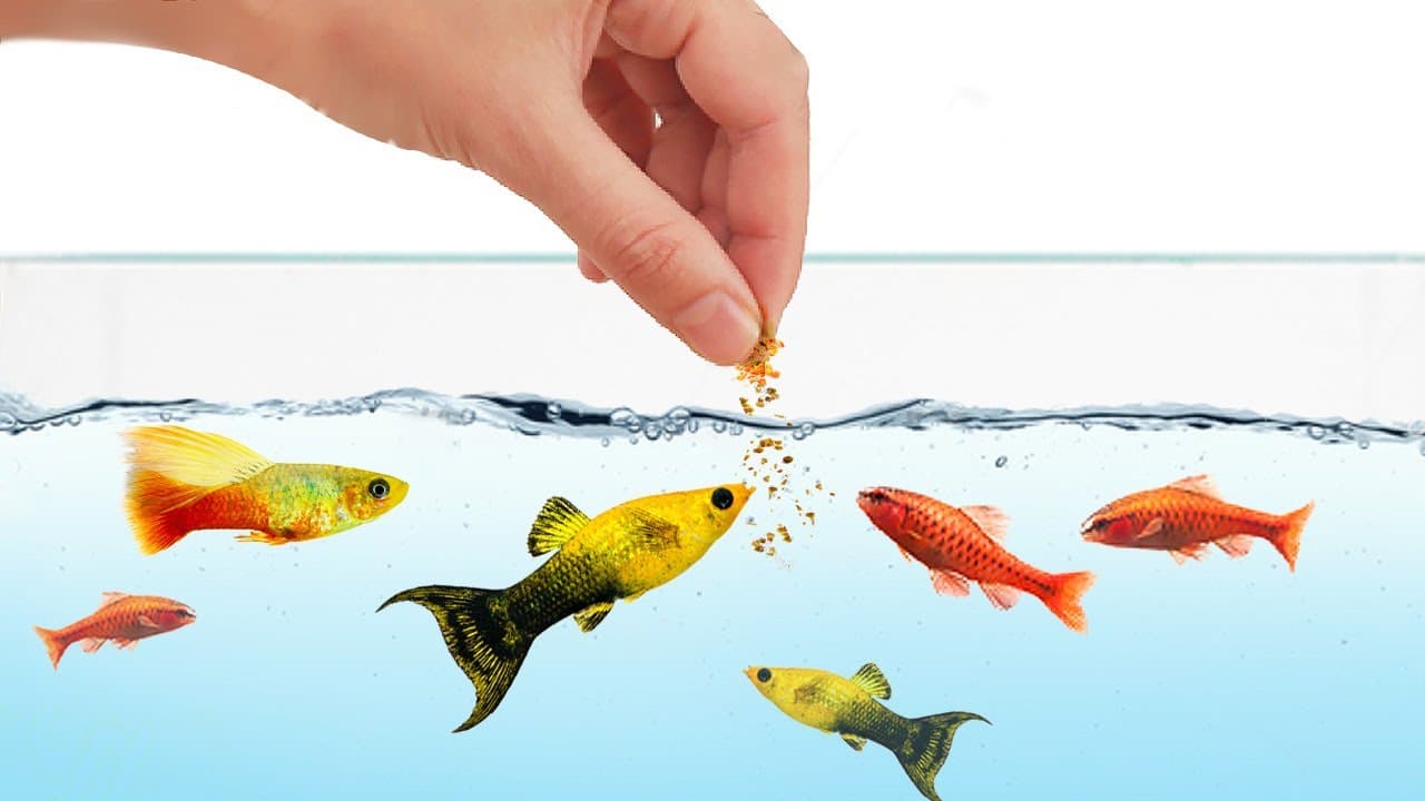 Alimentación de Peces: Guía Profesional sobre Cuánto, Cuándo y Qué Comida Ofrecer