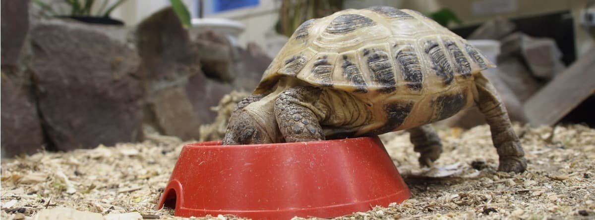 Cómo Montar un Terrario o Acuaterrario para Tortugas: Guía Paso a Paso