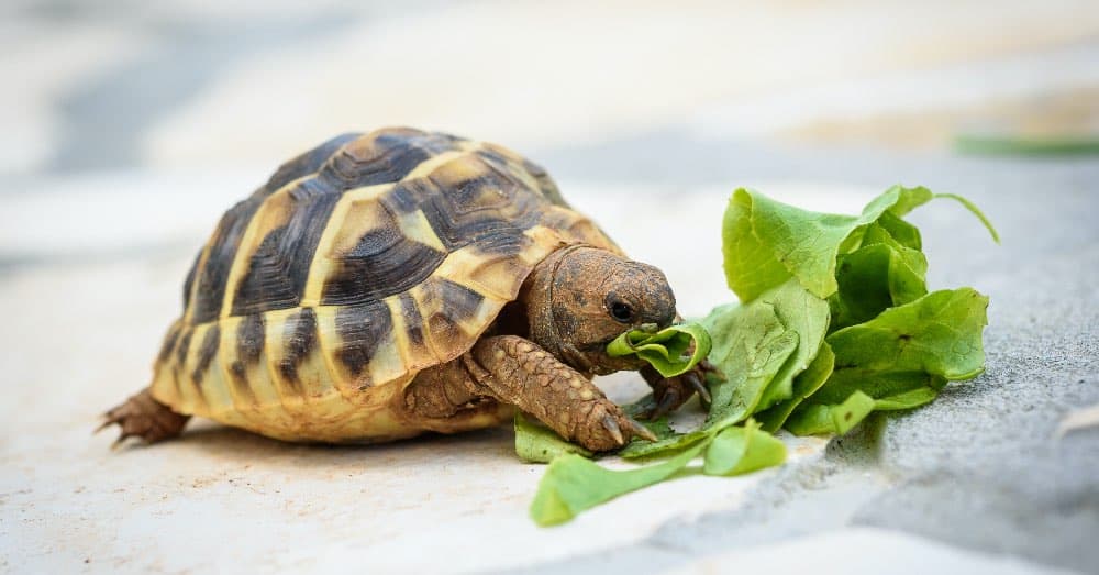 Qué Debe Comer una Tortuga: Guía Completa de Dietas para Tortugas Acuáticas y Terrestres