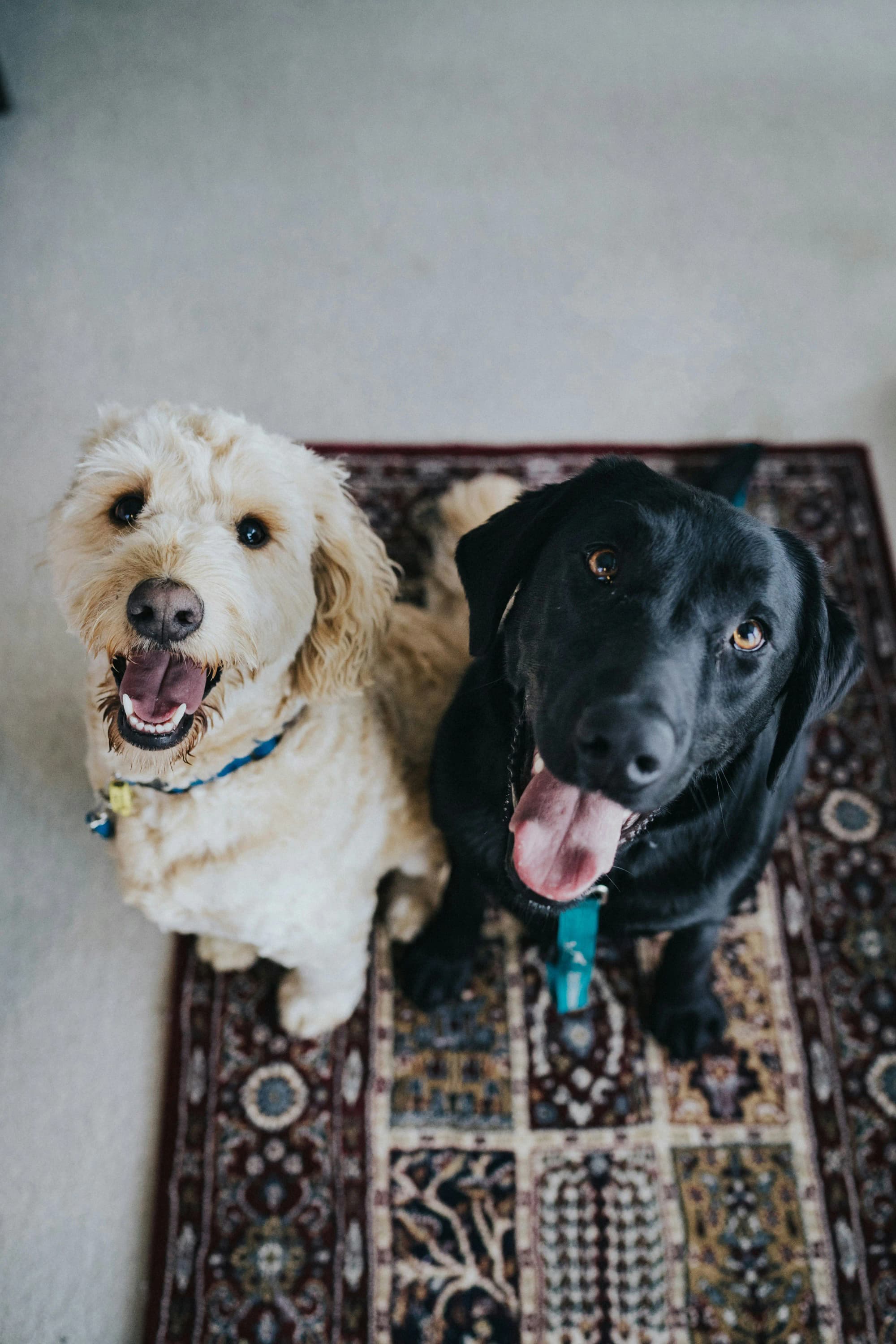 5 Beneficios de unirse a un programa de suscripción para mascotas: Nunca más te quedes sin stock