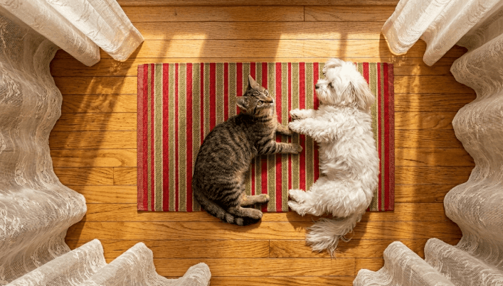 Gato y perro descansando juntos